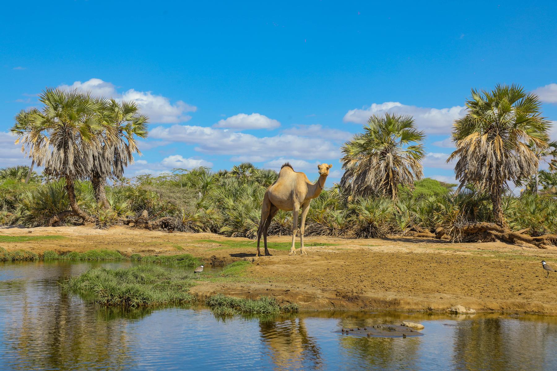 A camel stands beside a palm-fringed waterhole under a bright blue sky