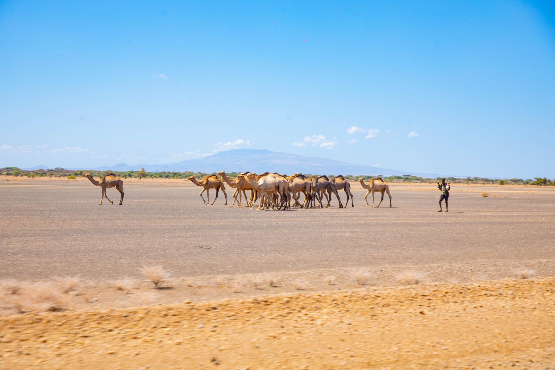 A herder walks with a herd of camels across a flat desert plain, a mountain on the horizon