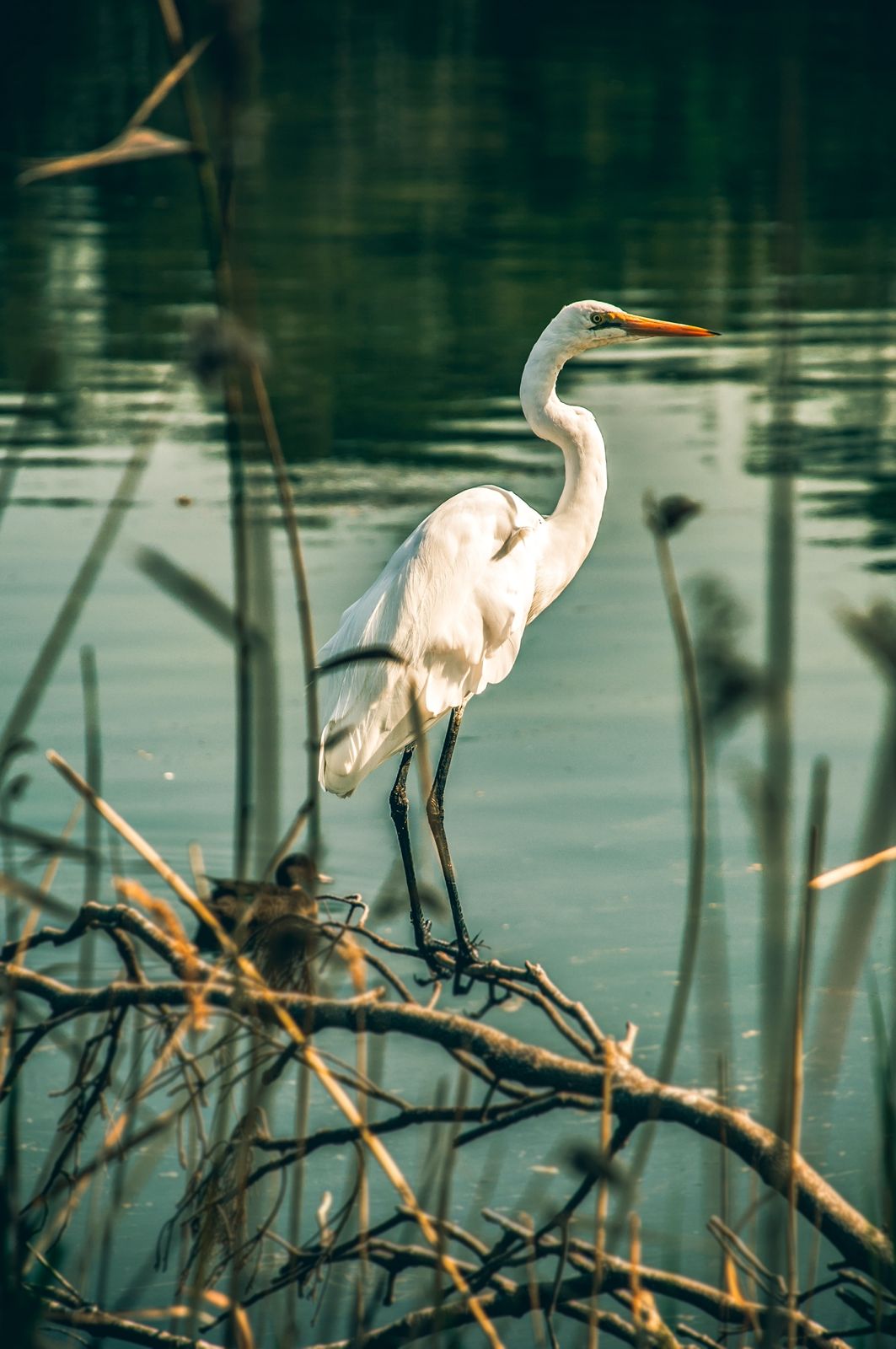 Dunga Birdwatching: birdwatching trip in Dunga Beach, Kisumu, Kenya