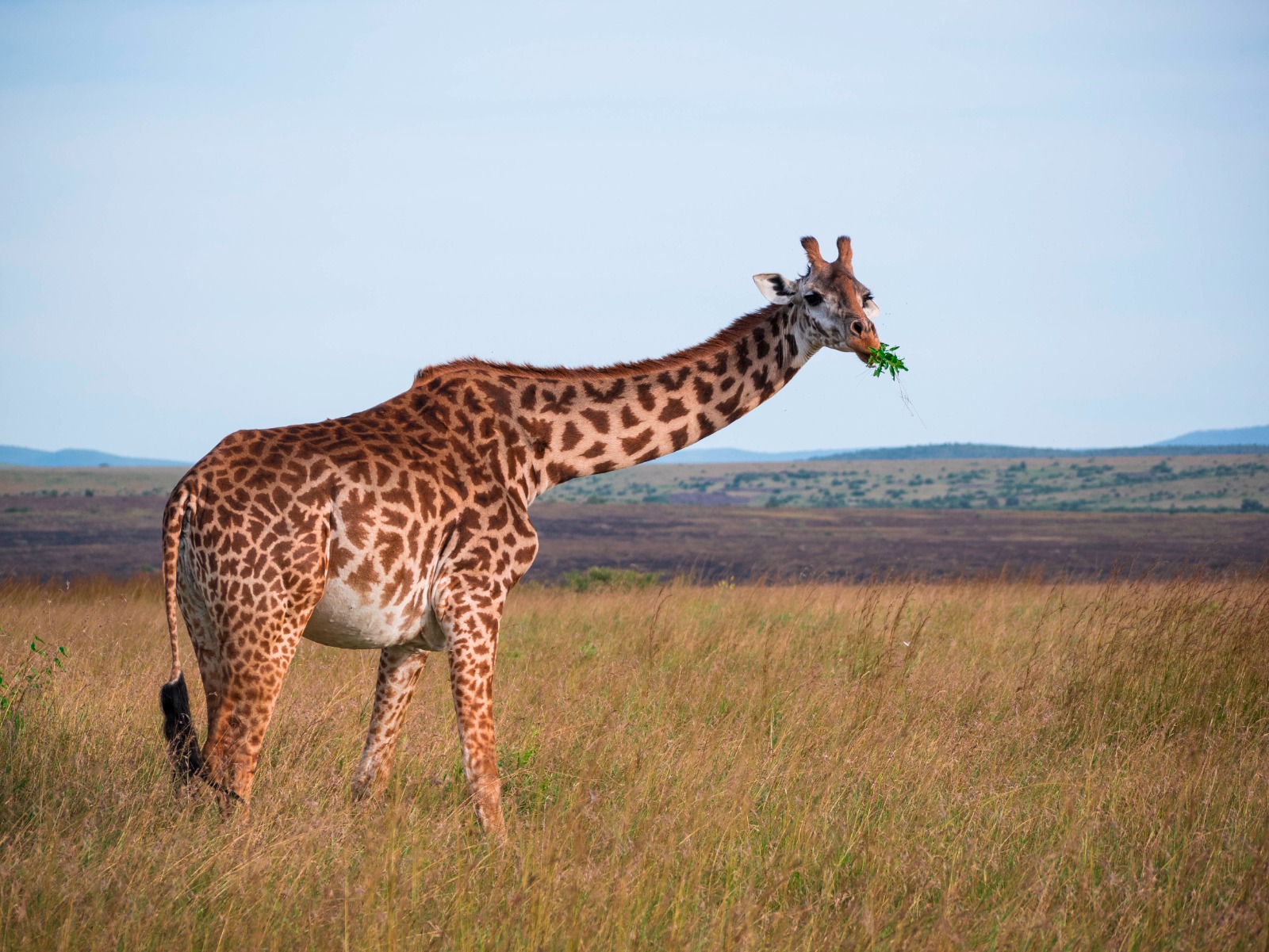 Masai Mara Budget Safari, 2 Days: safari in Maasai Mara National Reserve, Narok County, Kenya