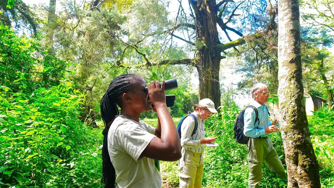 Birdwatching with binoculars in Kakamega Forest, Kenya