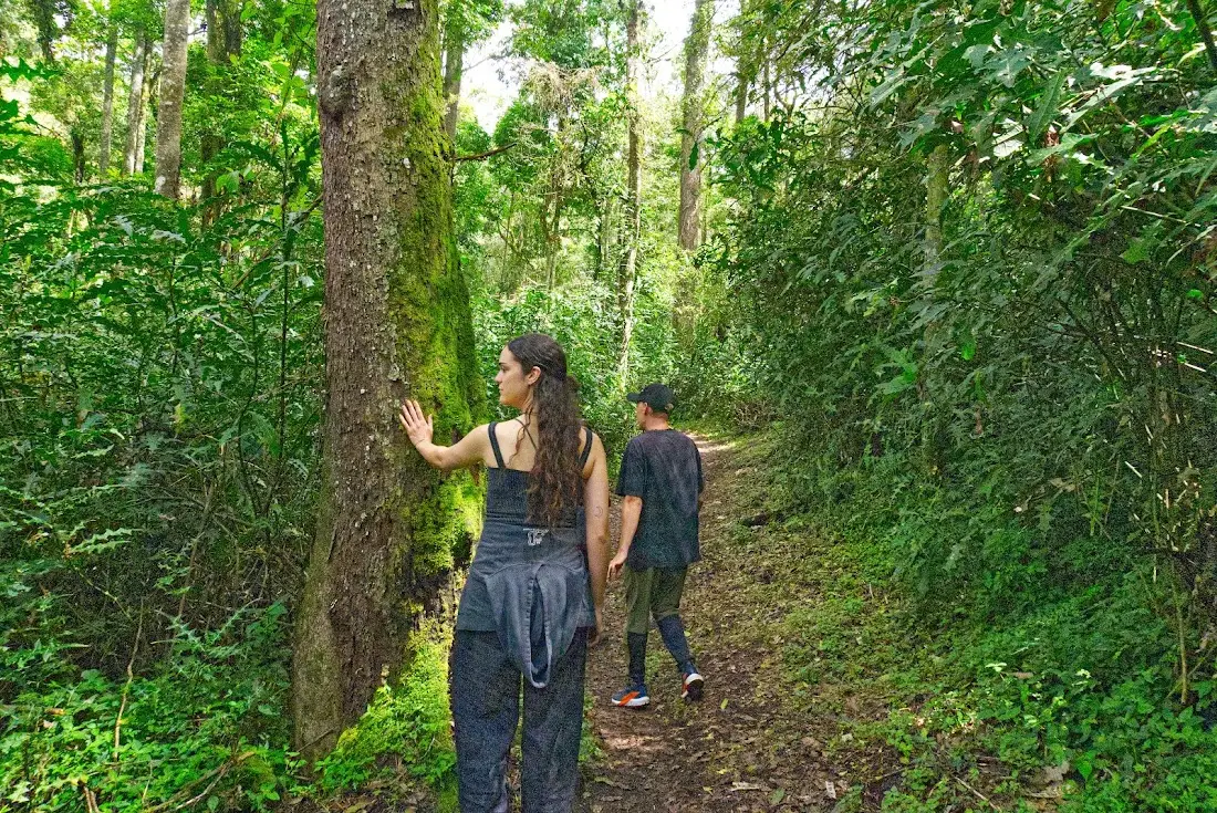 Hiker touching a giant moss-covered tree in Kakamega Forest