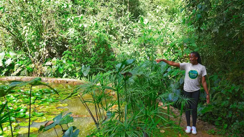 Adventure EcoTrips guide showing plants beside a forest pond in Kakamega