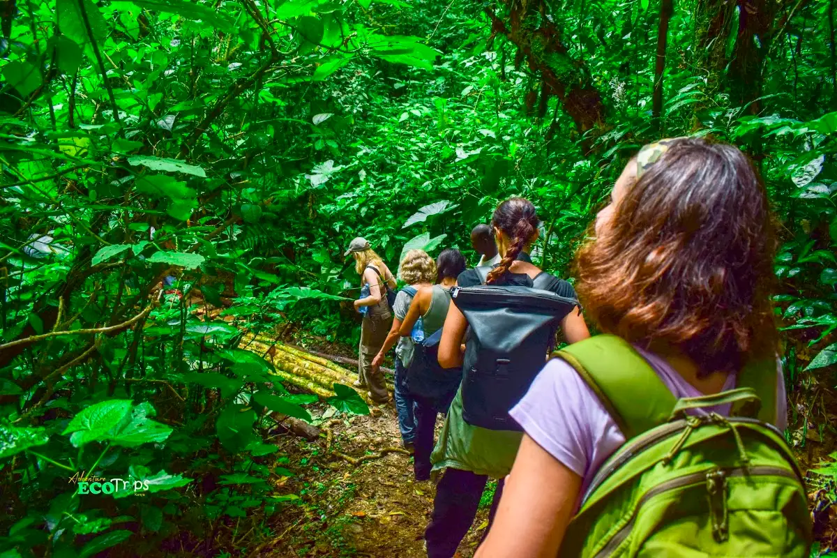 Group of hikers on a dense rainforest trail in Kakamega Forest