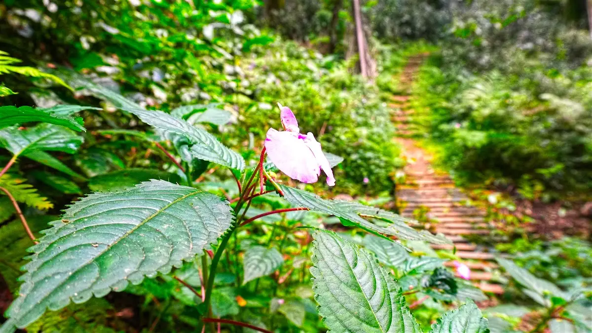 Wooden boardwalk path and wild balsam flower on the Kakamega Forest short trail