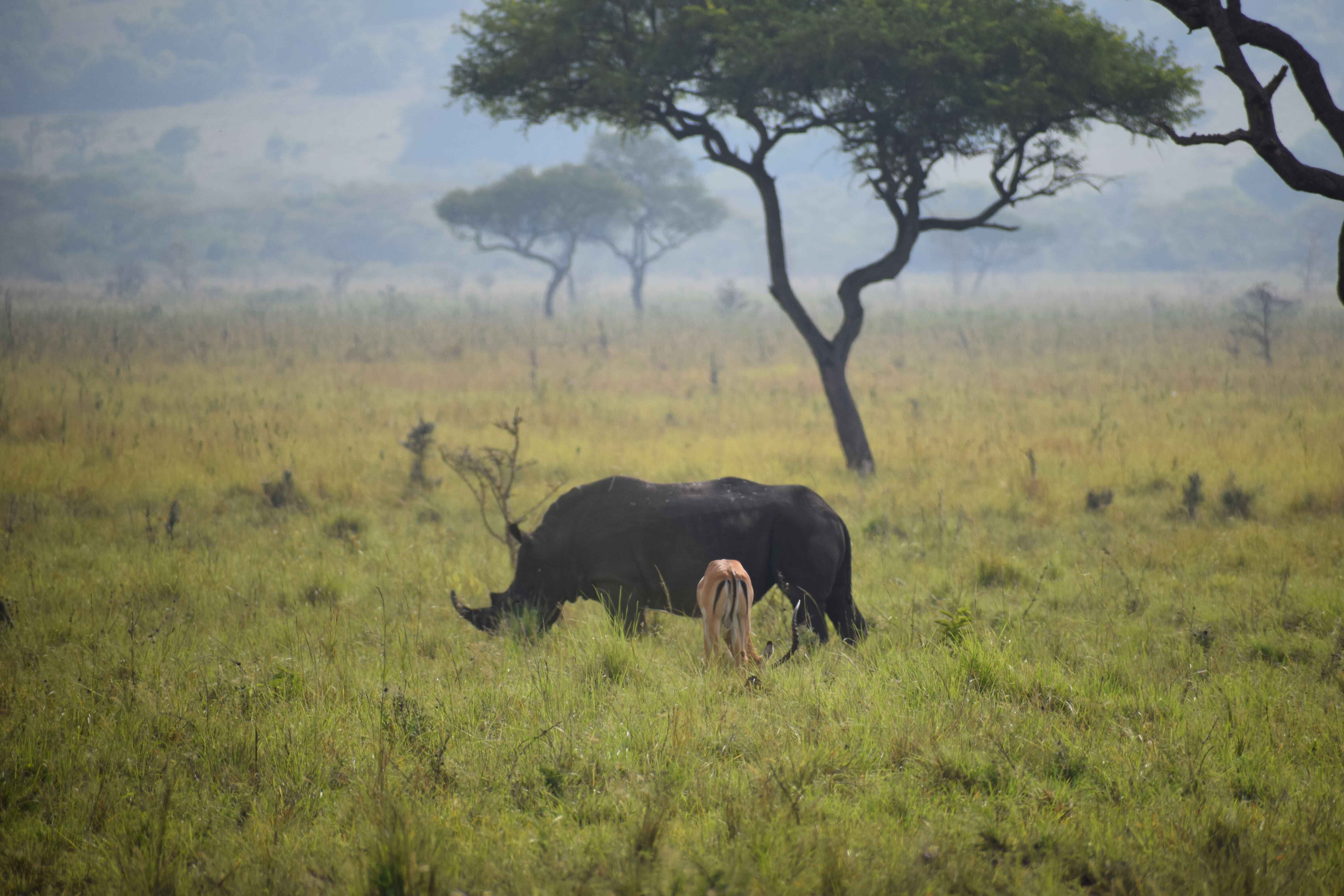 Ruma & Rusinga Island Tour: safari & island in Ruma National Park & Rusinga Island, Homa Bay County, Kenya