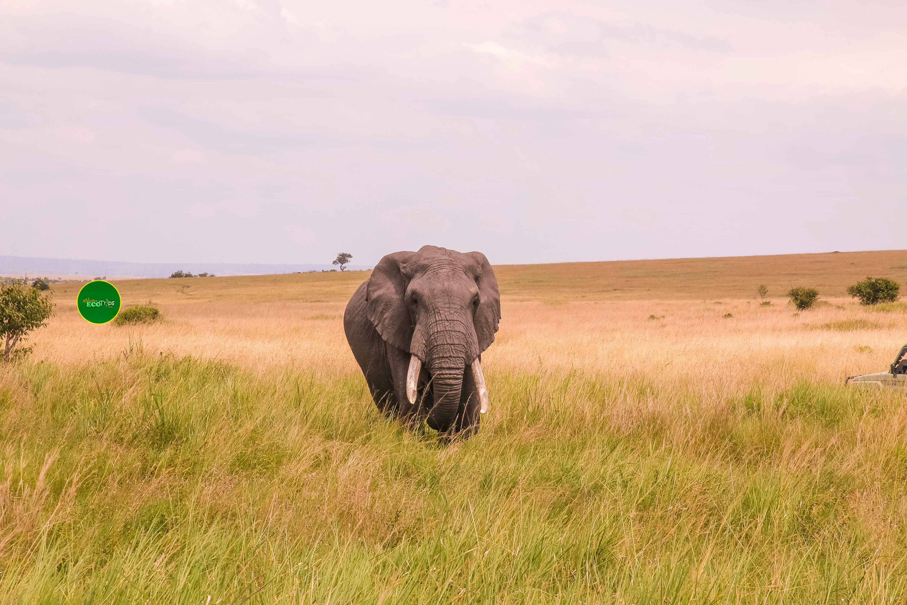 Maasai Mara Safari, 3 Days: safari in Maasai Mara National Reserve, Narok County, Kenya