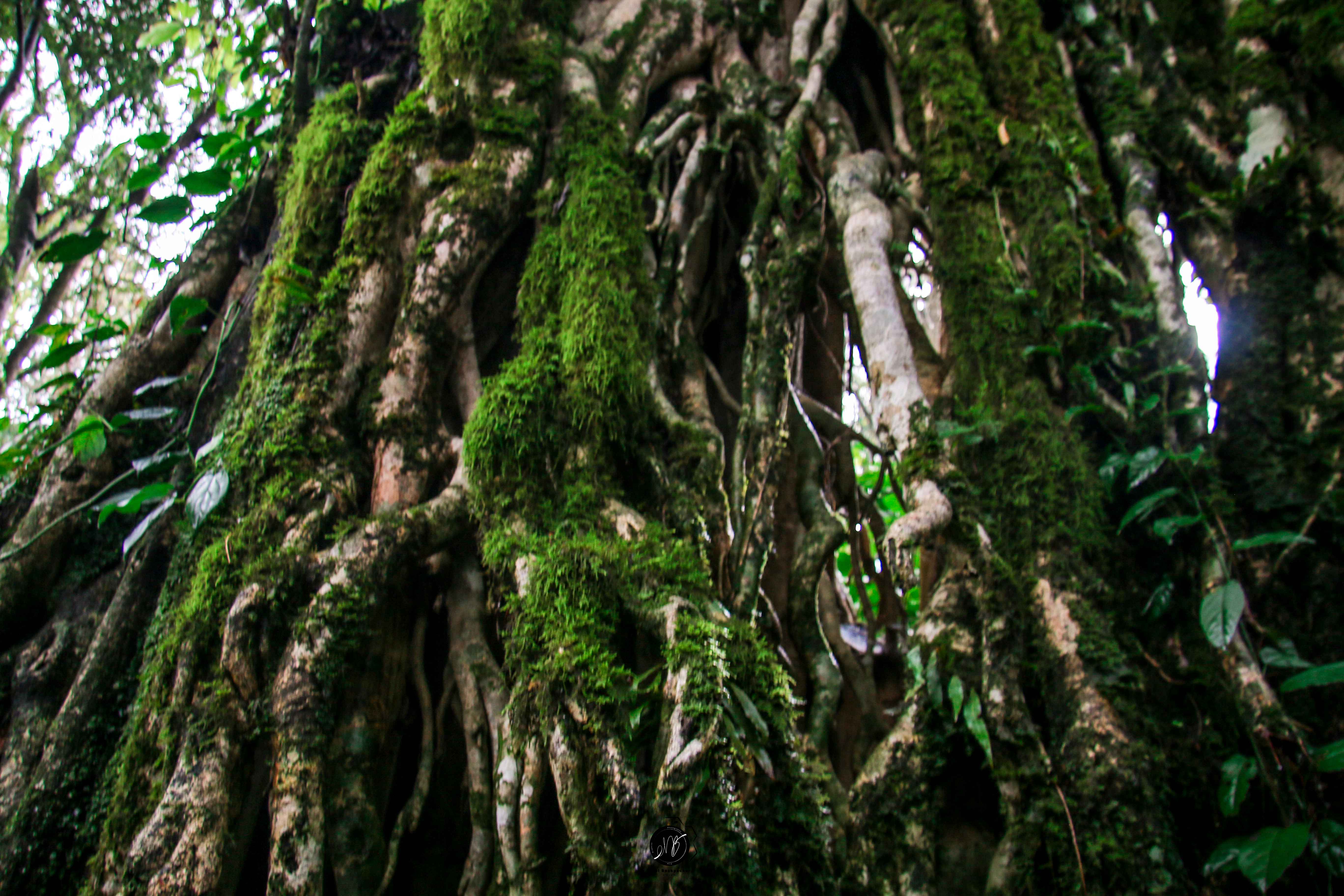 South Nandi Forest Tour: forest hike in South Nandi Forest, Nandi County, Kenya