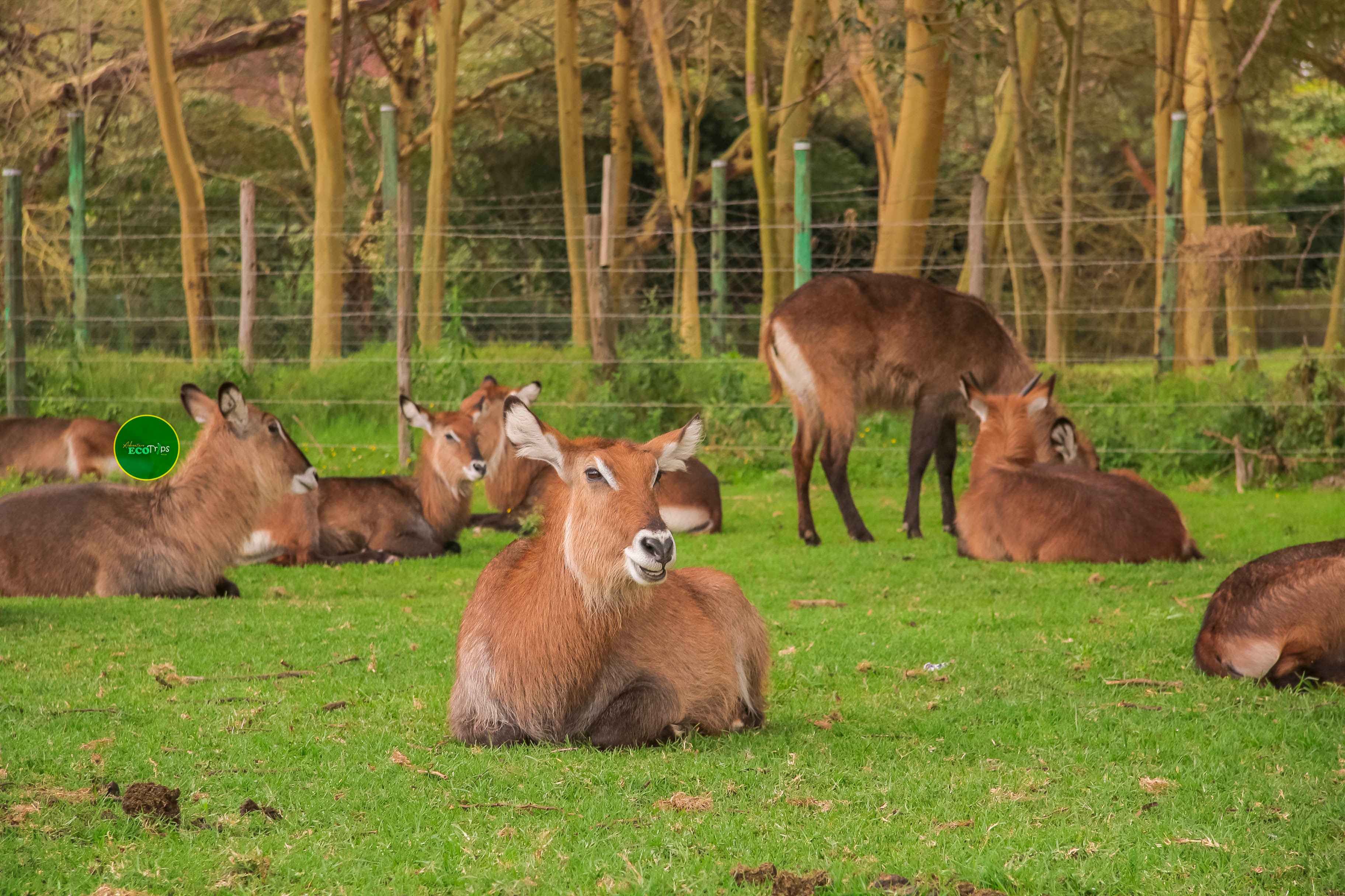 Ruma National Park Day Safari: day safari in Ruma National Park, Homa Bay County, Kenya