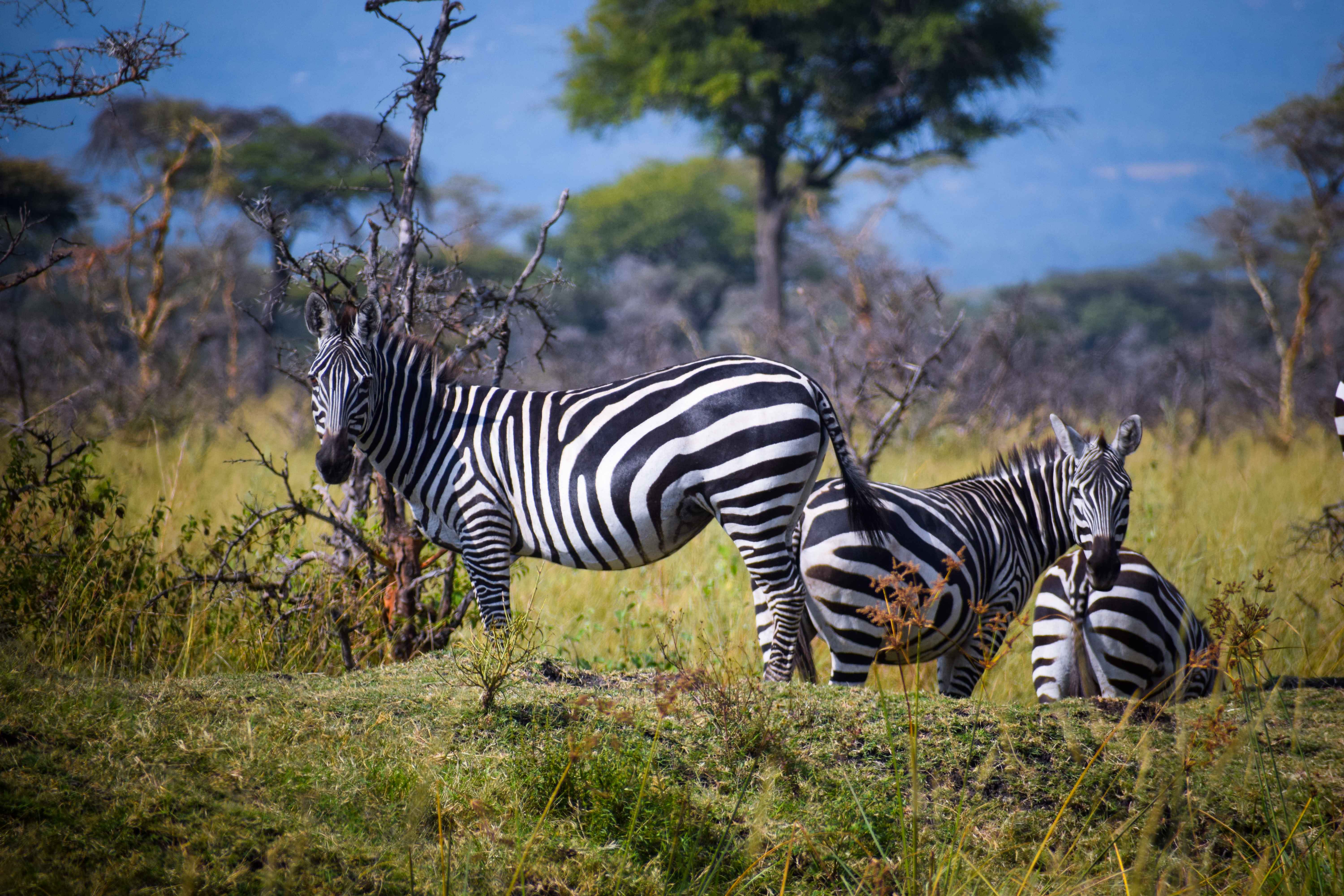 Ruma National Park Day Safari: day safari in Ruma National Park, Homa Bay County, Kenya